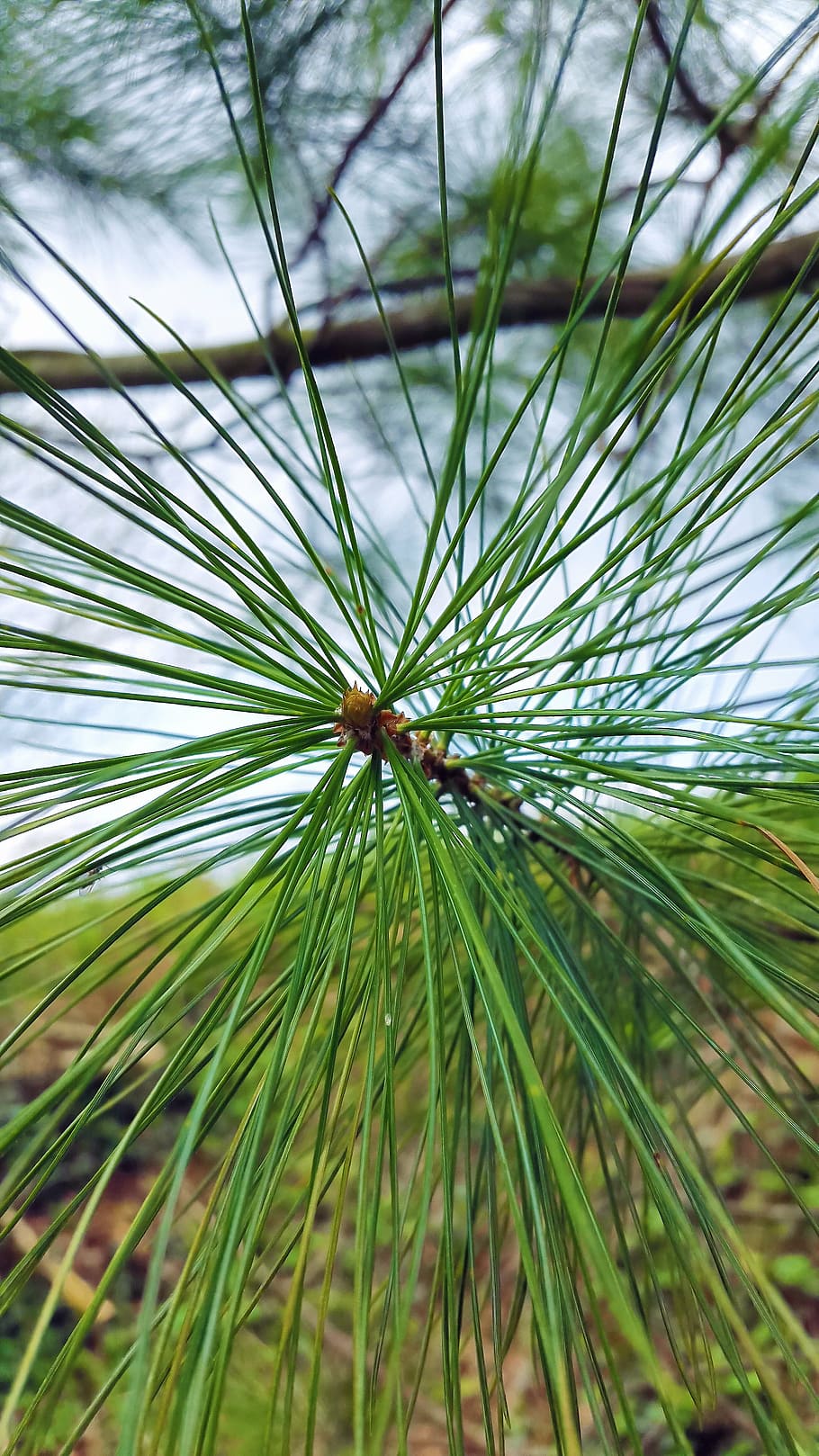 conifer, needles, pine, tree, nature, branch, macro, forest HD wallpaper