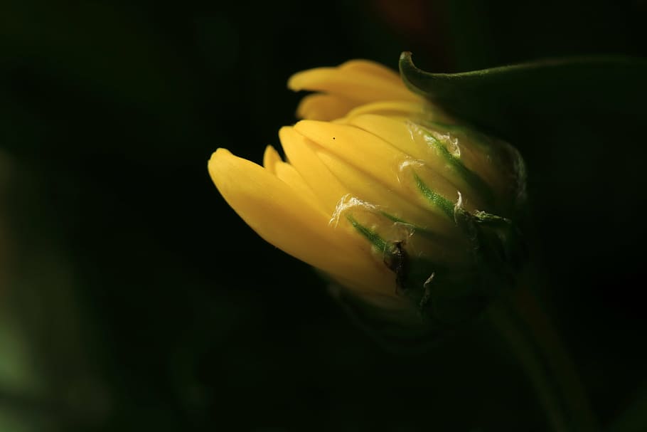 flower, summer, macro, yellow, bud, flora, bloom, chrysanthemum HD wallpaper