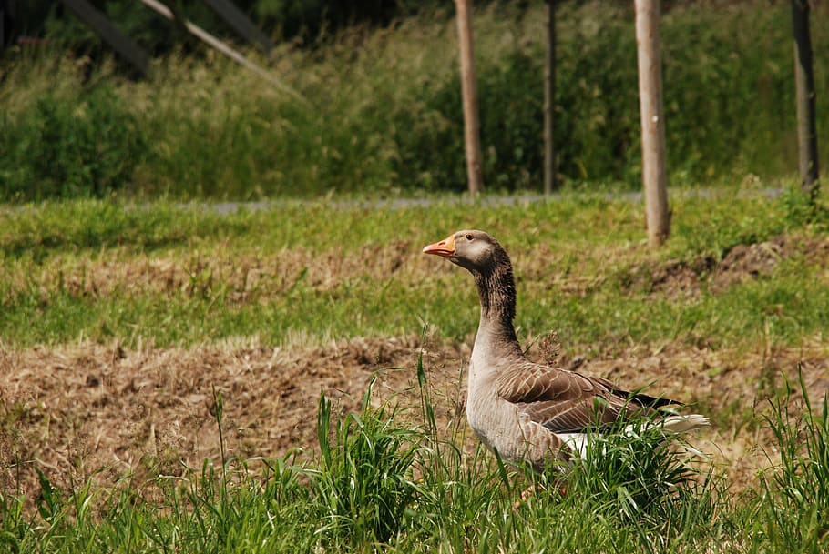 goose, bird, pasture, grass, nature, animal, farm, agriculture HD wallpaper