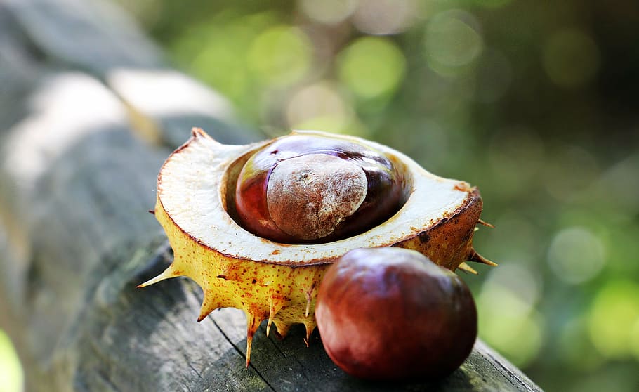 photo of round yellow spike fruit with seeds, chestnut, autumn HD wallpaper
