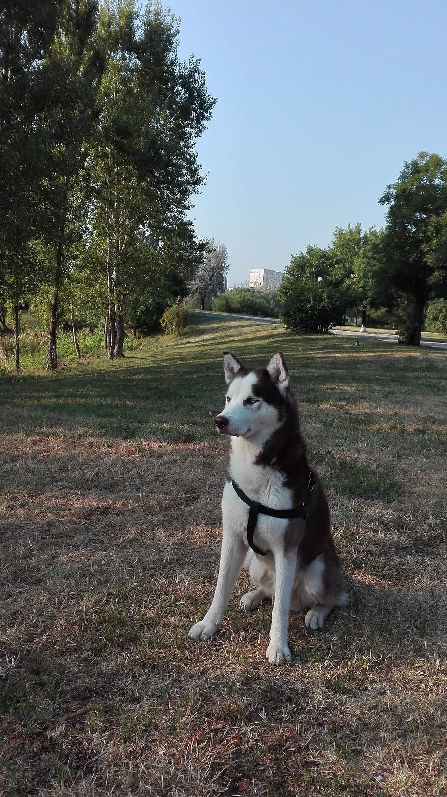 sofia, lake, friendship, one animal, mammal, pets, domestic HD wallpaper