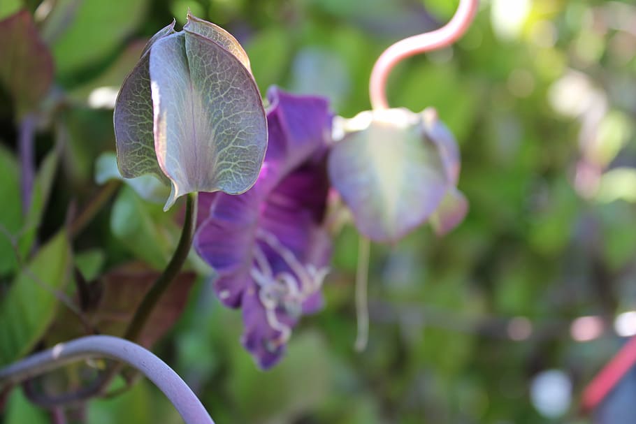 bell vine, closed flower, plant, flowering plant, beauty in nature HD wallpaper