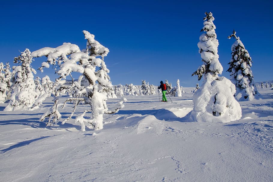 Snow Shoe Snow Shoe Run, Finland, lapland, wintry, winter mood, HD wallpaper