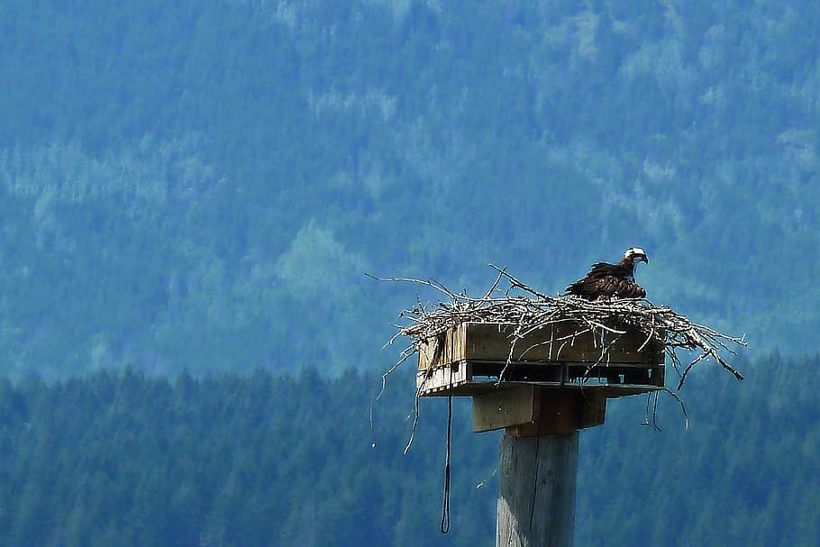 Osprey, Bird, Nature, Nesting, Wildlife, raptor, predator, pandion HD wallpaper