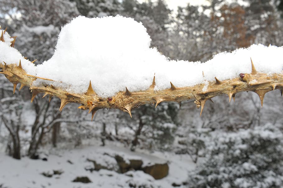 snow, winter, nature, thorns, winter tree, cold temperature HD wallpaper