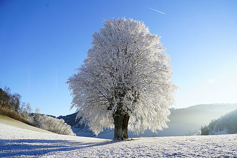 white Cherry Blossom under clear blue sky, wintry, tree, hoarfrost HD wallpaper