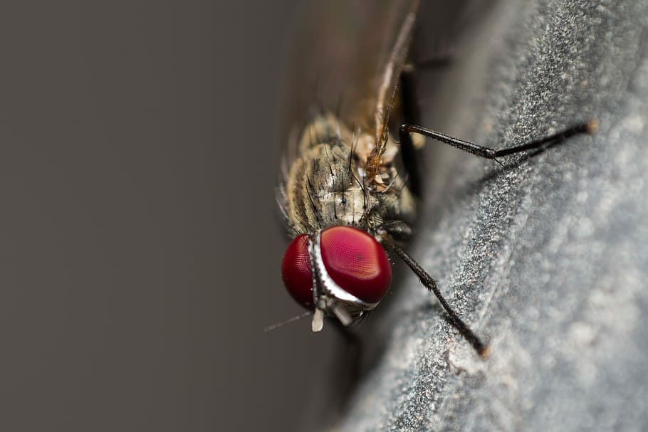 Fly, Insect, Macro, one animal, no people, close-up, animal themes HD wallpaper