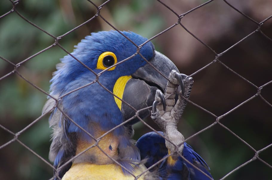 parrot, caged, bird, blue, zoo, philadelphia, wild, plumage HD wallpaper