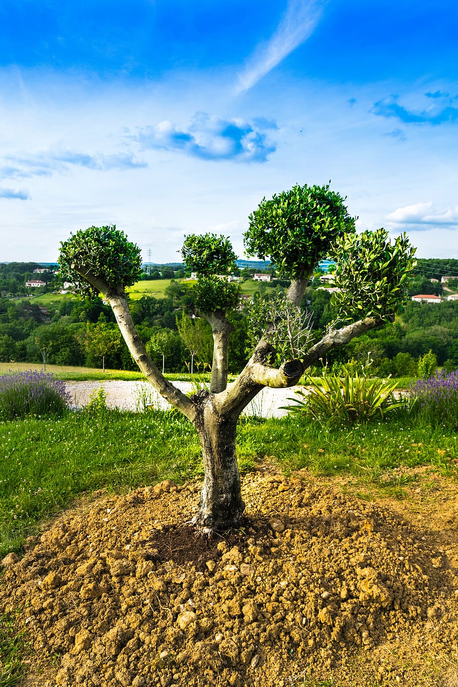tarn, olivier, tree, nature, landscape, agriculture, black olives HD wallpaper