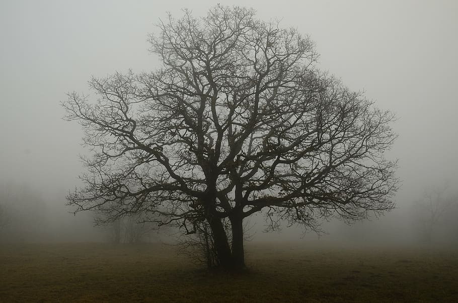 leafless tree covered with smoke, branches, fog, solitude, shade HD wallpaper