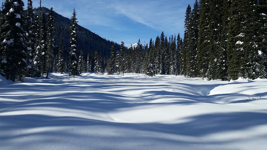 Field of Snow, snow cover trees during daytime, winter, mountain HD wallpaper