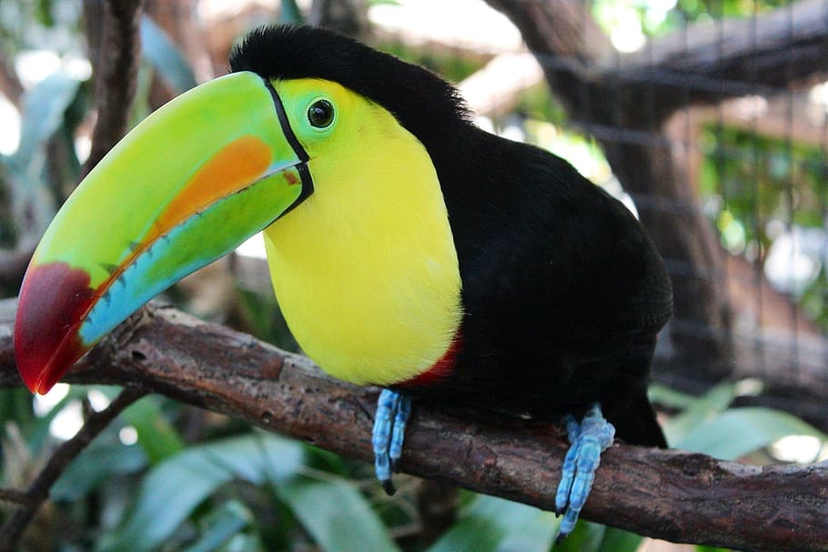 black and yellow bird, toucan, perched, macro, close up, exotic HD wallpaper