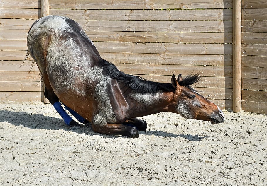 horse, fold, soil, animal themes, domestic animals, mammal HD wallpaper