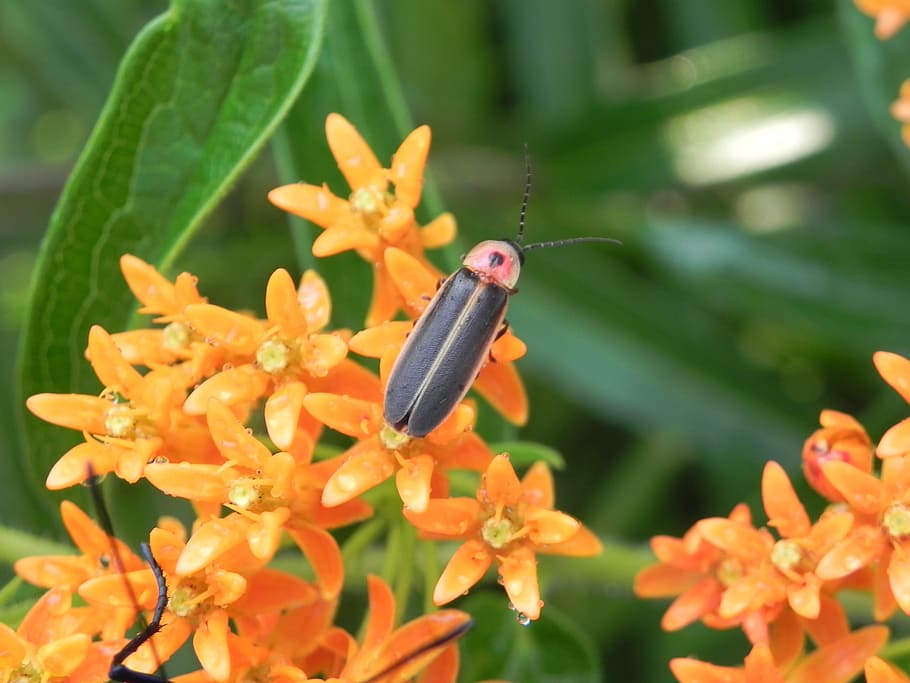 Lightning Bug, Milkweed, Insect, firefly, nature, firebug, animal HD wallpaper