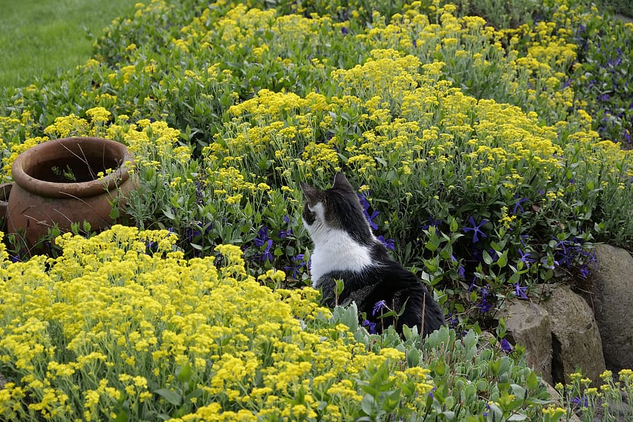 flower, nature, cat, mammal, plant, one animal, pets, flowering plant HD wallpaper