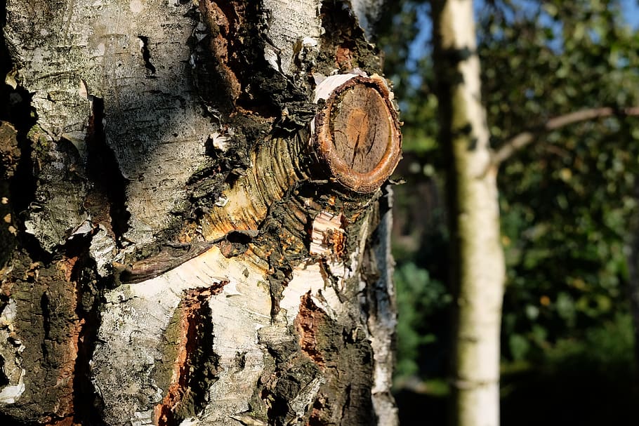 birch, the bark, forest, tree, trunk, tree trunk, plant, textured HD wallpaper
