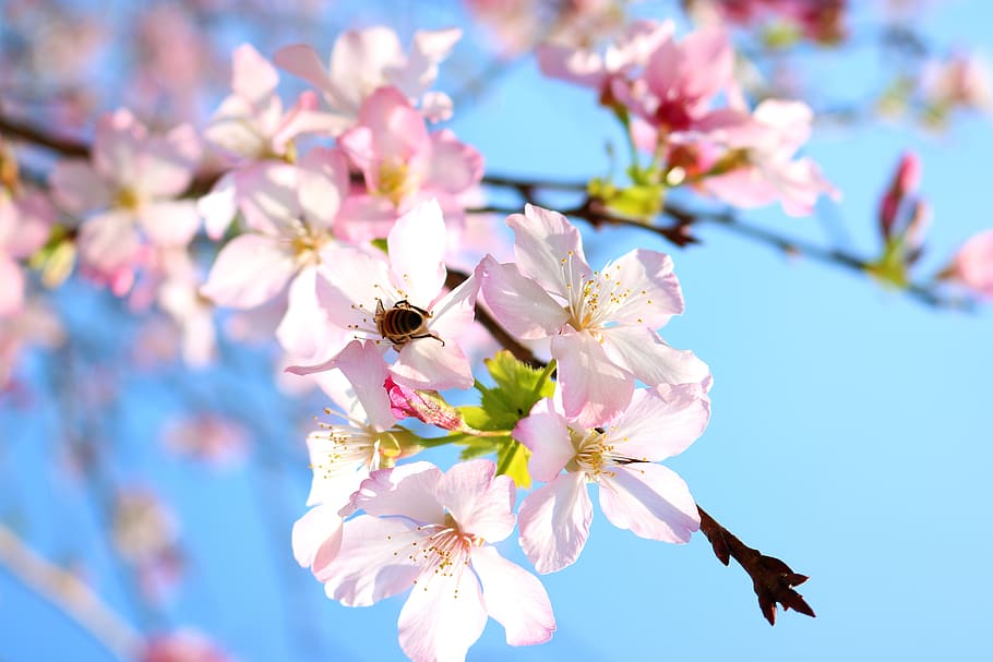 cherry blossoms, flower, bee, flowering plant, fragility, freshness HD wallpaper