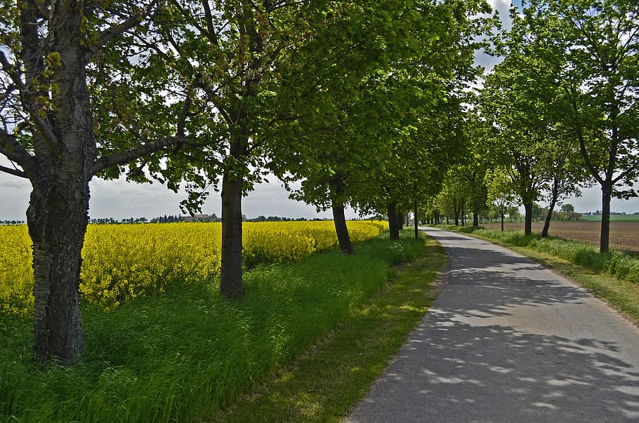 road between trees, avenue, oilseed rape, fields, spring, blossom HD wallpaper