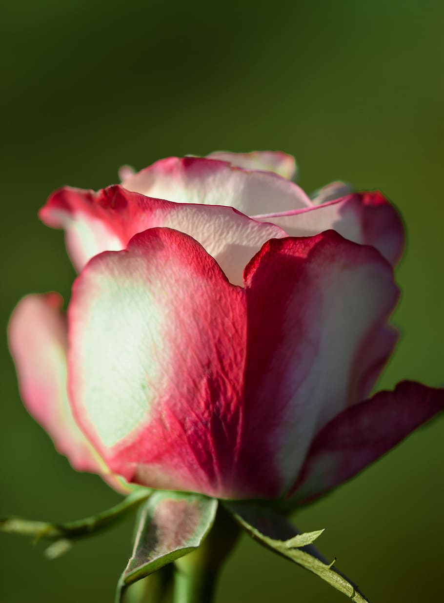rose, flower, single, decoration, decorative, floral, romantic HD wallpaper