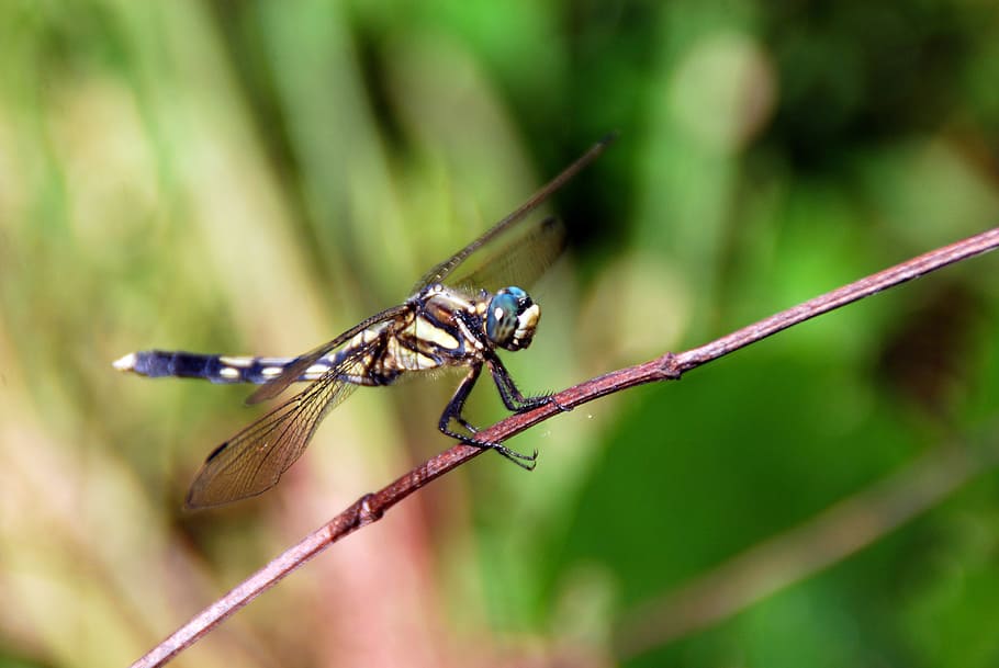 dragonfly, bug, insect, nature, animal, wildlife, wing, invertebrate HD wallpaper