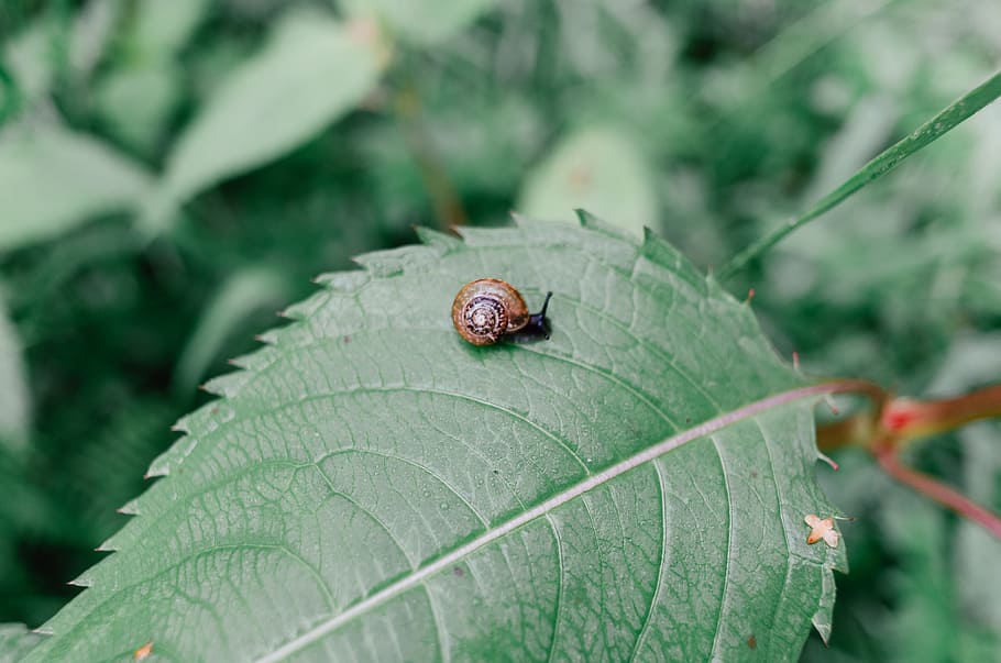 Snail on leaf, animals, nature, insect, macro, close-up, plant HD wallpaper