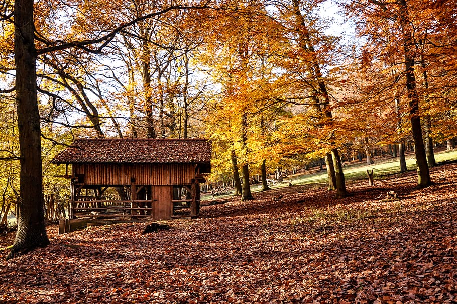 brown house surrounded by trees, brown wooden house surrounded by trees HD wallpaper