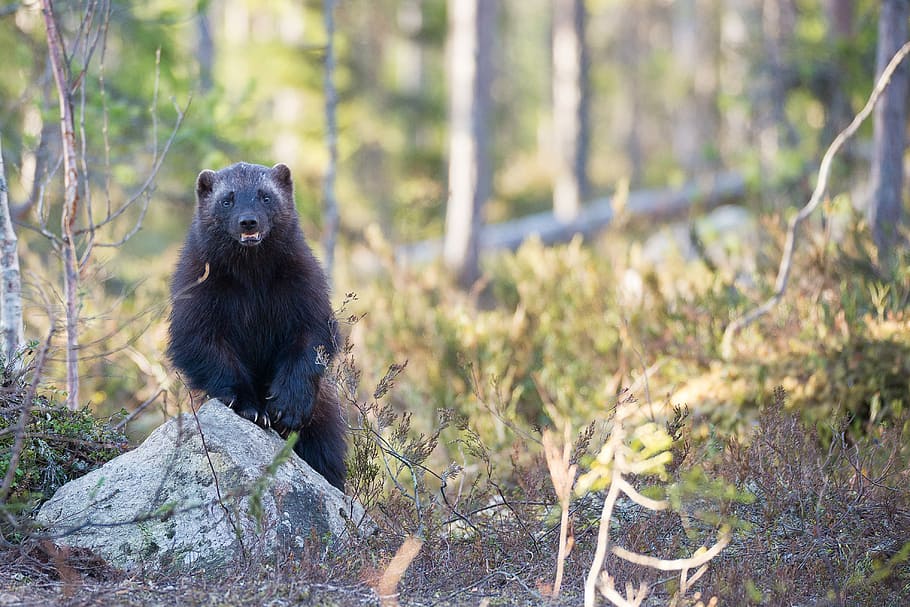 selective focus photography of black 4-legged animal in forest, selective focus photography of black bear stands near grey rock, HD wallpaper