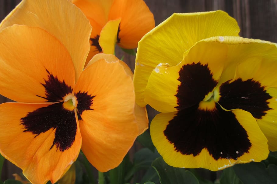 pansy, orange, yellow, flowering plant, freshness, vulnerability HD wallpaper