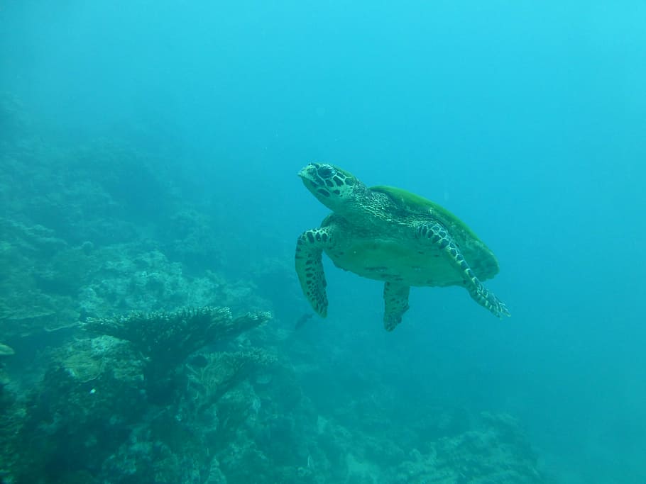 turtle, sea, blue, diving, underwater, animal themes, animal wildlife HD wallpaper