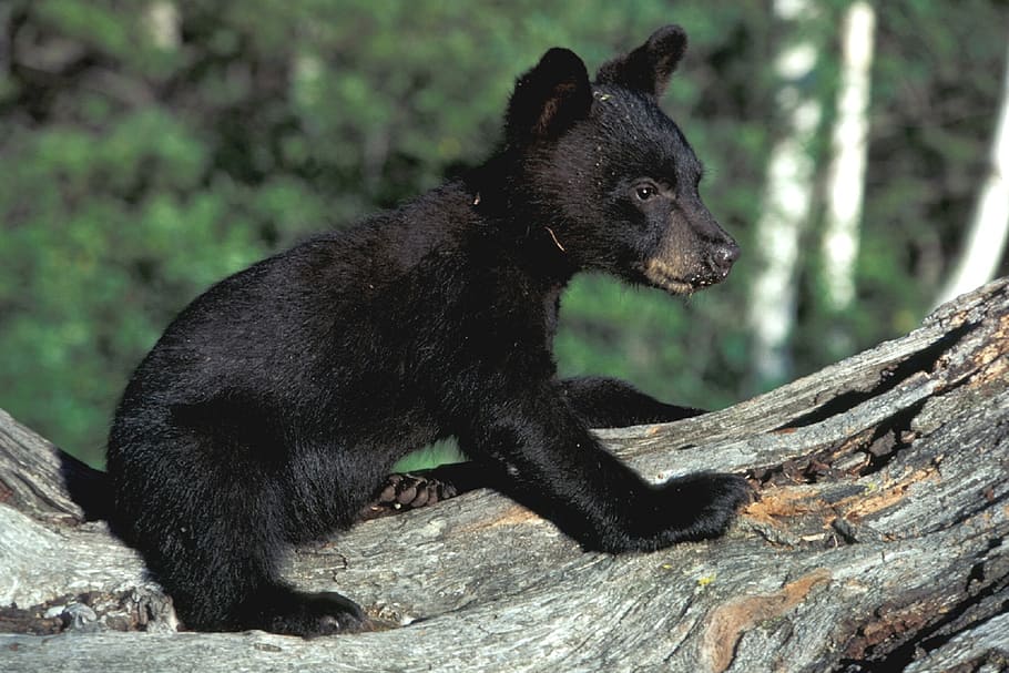 black grizzly bear cub on top of tree, wildlife, animal, nature HD wallpaper