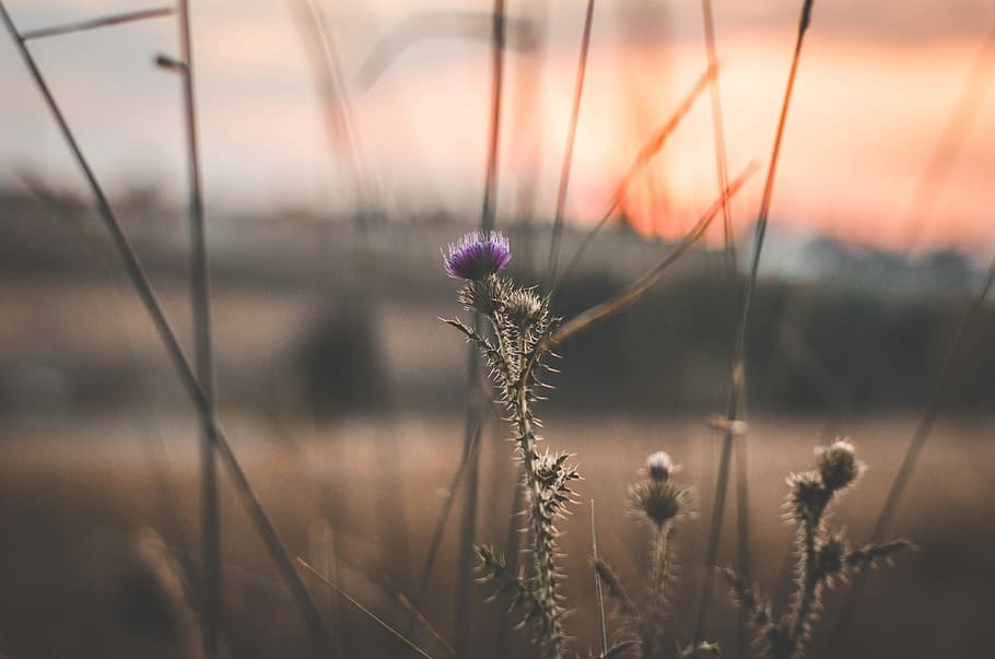 selective focus photography of purple peatled flower, purple thistle flowers HD wallpaper