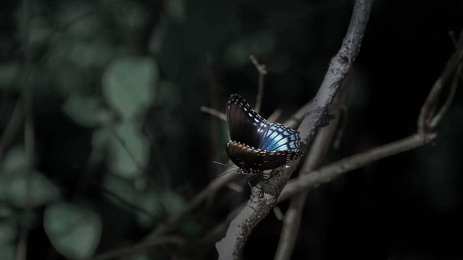 Butterfly, Nature, Insect, one animal, animal themes, no people HD wallpaper