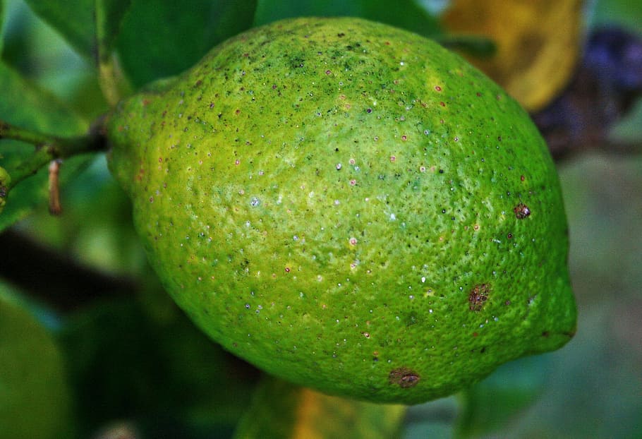 fruit, lemon, citrus, green, green color, close-up, food and drink HD wallpaper