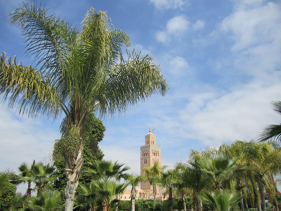 Palm Tree, Morocco, marrakech, cloud - sky, growth, travel destinations HD wallpaper