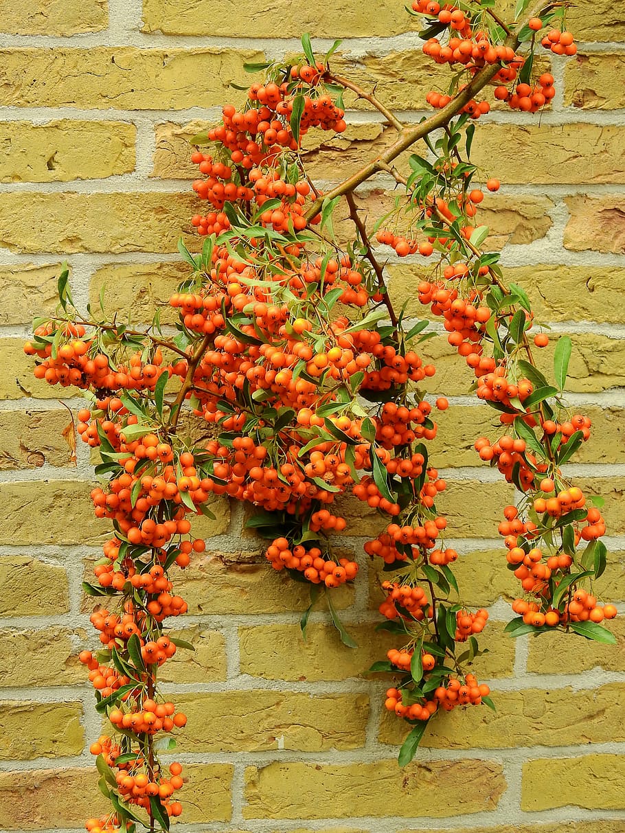 flower, blossom, bloom, wall, brick wall, background, bush HD wallpaper