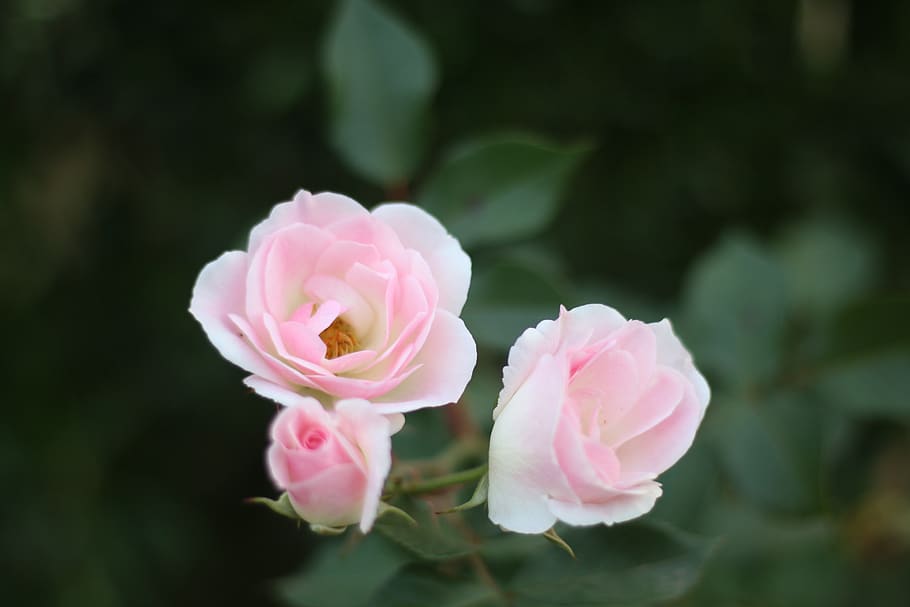 flowers, three, pink, flowering plant, beauty in nature, pink color HD wallpaper