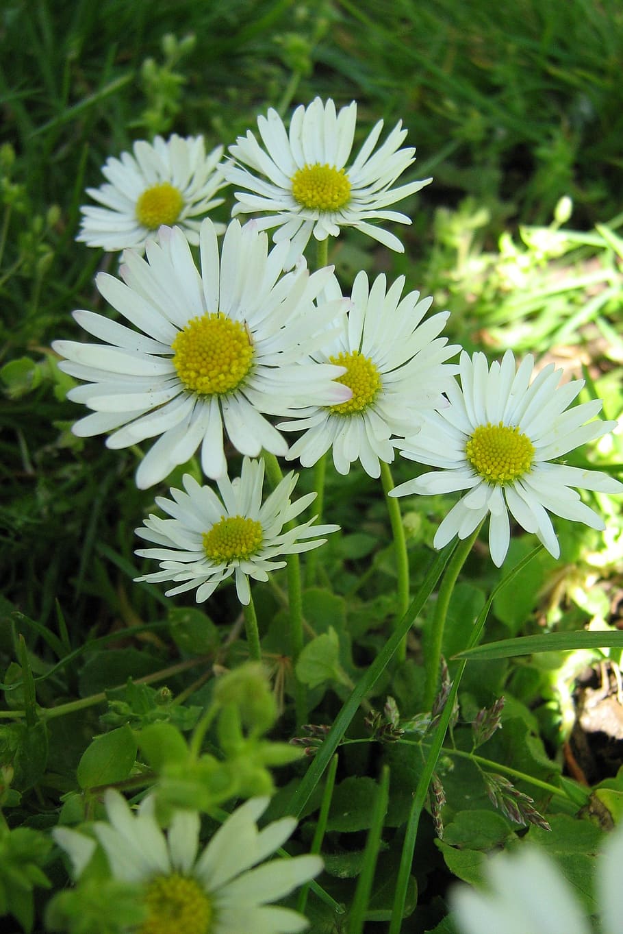 daisy, nature, white, flower, flowering plant, freshness, fragility HD wallpaper