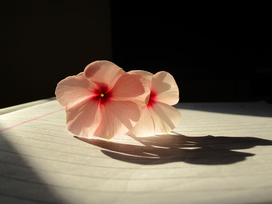 rosy periwinkle, light, abstract, shadow, flower, freshness HD wallpaper