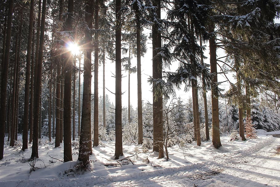 Winter, Sun, Forest, Snow, Back Light, winter sun, nature, trees HD wallpaper