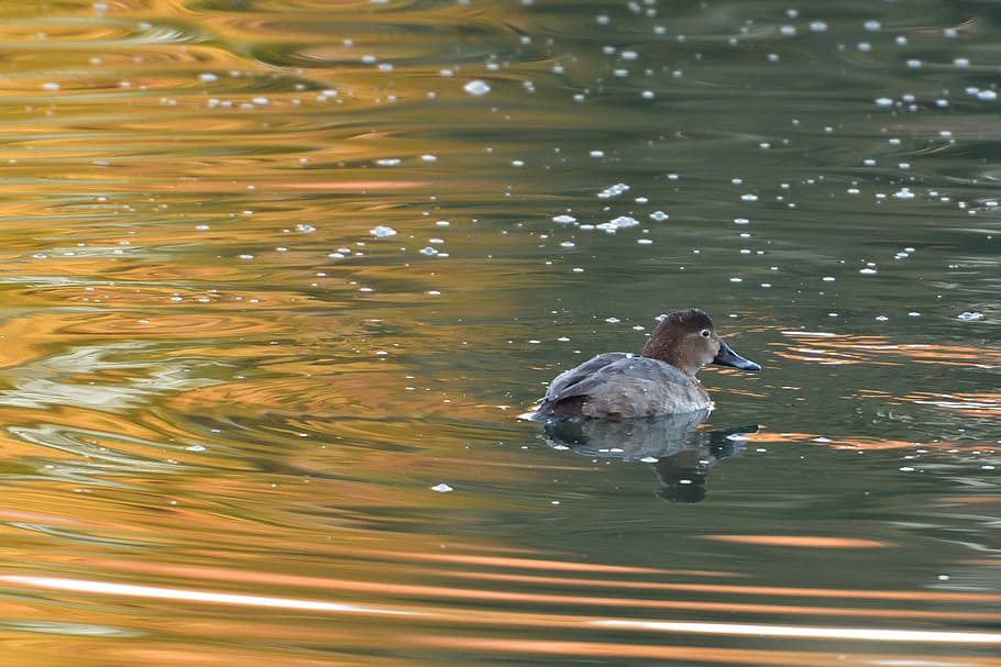 waters, bird, pond, duck, it is home to half the, vertebrate HD wallpaper