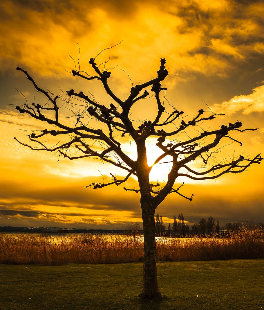 sunset, tree, dawn, silhouette, dusk, sky, cloud - sky, beauty in nature HD wallpaper