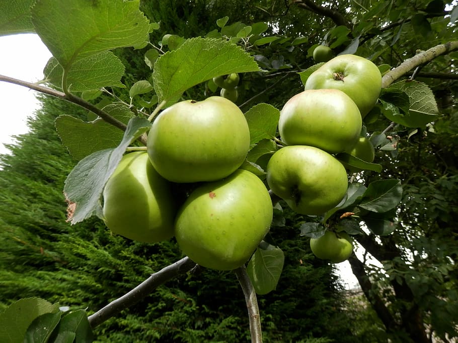 apples, tree, apple tree, nature, green, fruit, food, fresh HD wallpaper