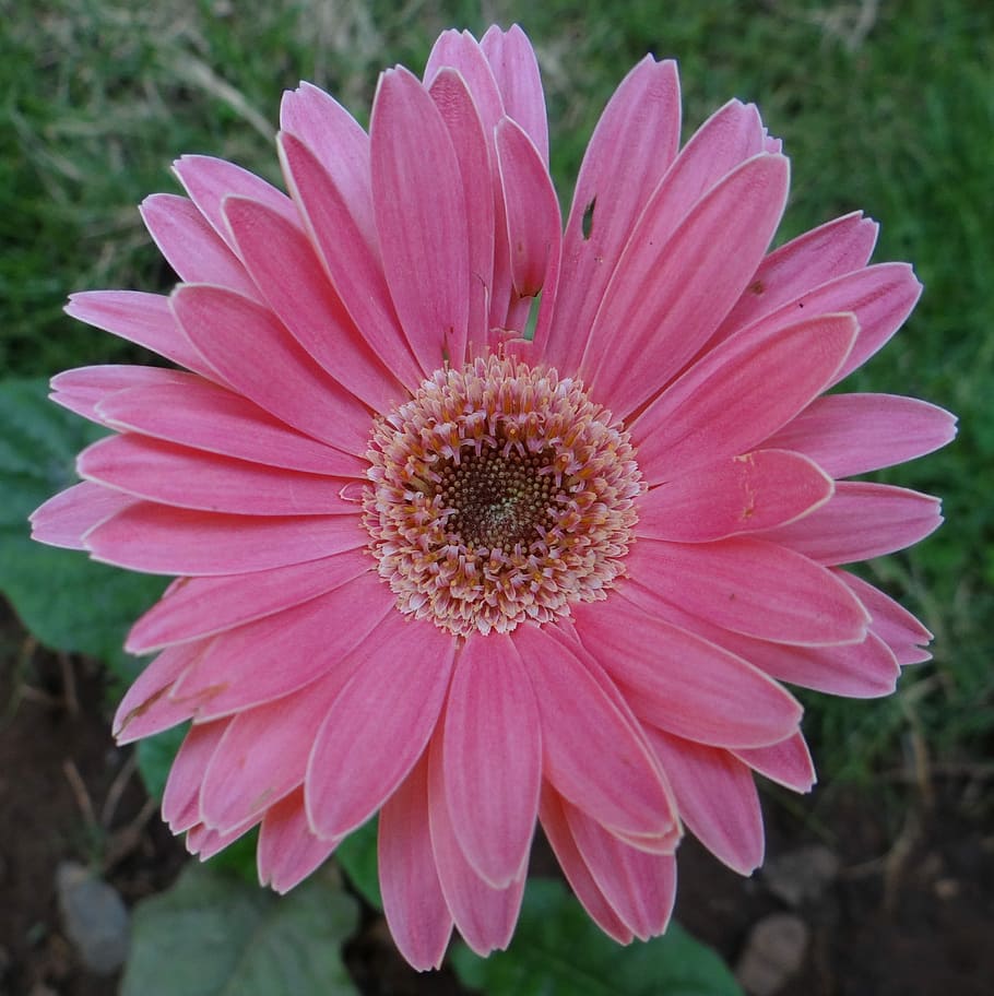 Gerbera, Asteracea, Flower, Close-Up, macro, india, pink color HD wallpaper