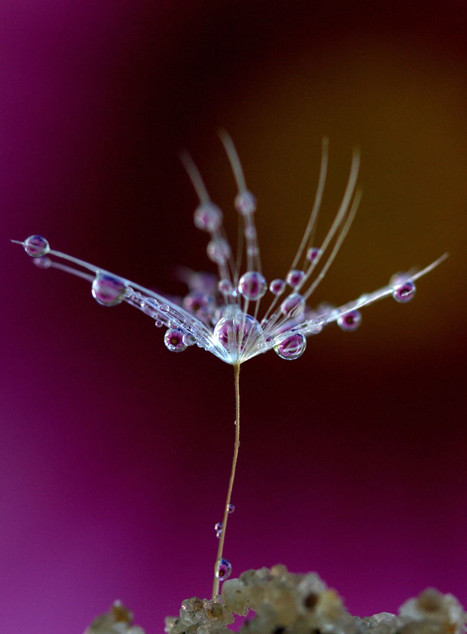 dandelion, drops, plant, macro, reflection, dew, close-up, nature HD wallpaper