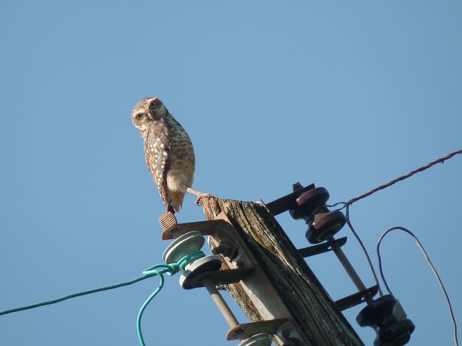 Owl, Animals, Details, Beauty, sky, blue, one animal, animal wildlife HD wallpaper