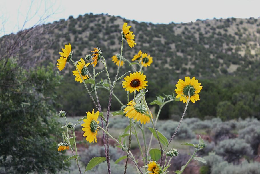 yellow Daisy flowers, new mexico, desert flowers, southwest desert, HD wallpaper