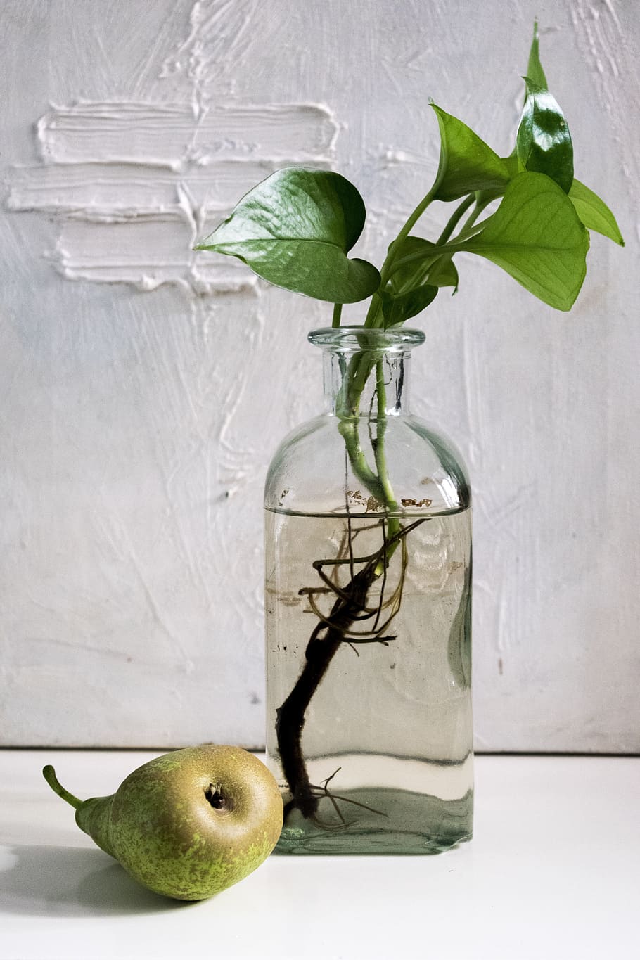 green plant in bottle, composition, pear, light, water, pact HD wallpaper