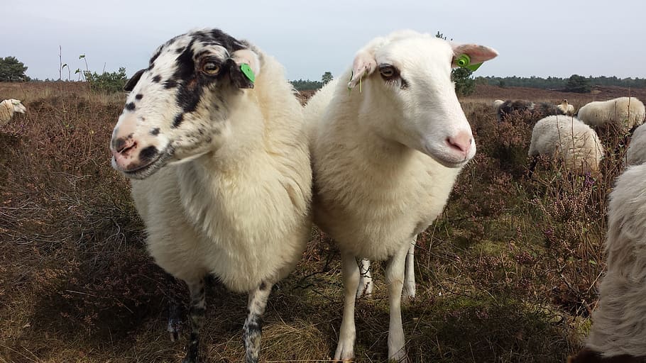 sheep, white, white sheep, flocked, looking away, domestic animals HD wallpaper