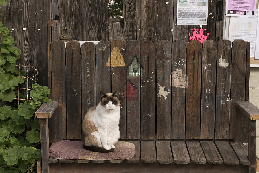 photo of white cat on bench, feline, looking, cute, sitting HD wallpaper