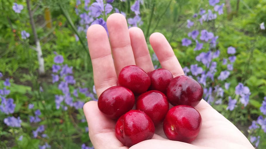 Cherry, Berry, Spring, Summer, Garden, fruit, the berries on the palm HD wallpaper